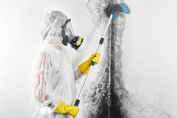 Best Emergency Mold Remediation  in Gilbert, IA