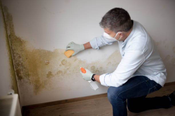 Best Commercial Mold Inspection  in Gilbert, IA