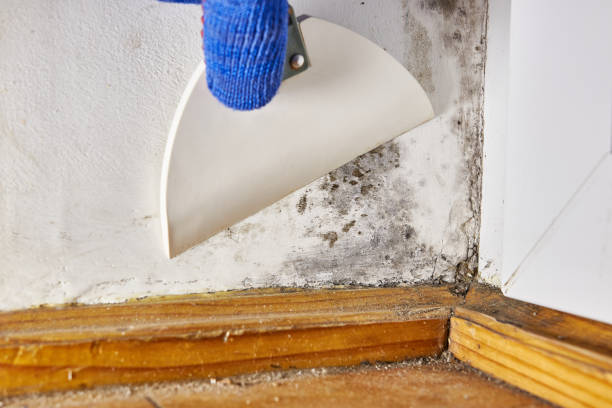 Best Air Quality Testing for Mold Spores  in Gilbert, IA