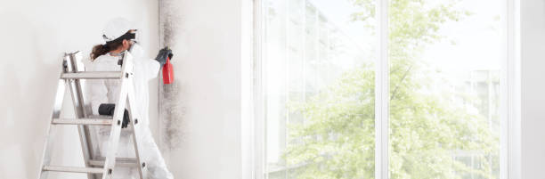 Best Water Damage & Mold Remediation  in Gilbert, IA